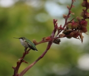 2023 09 17 LongFellowGardens 048